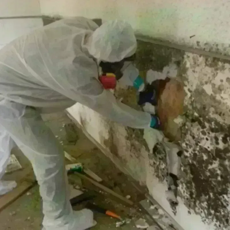 Mold Remediation and Removal in Massena, NY